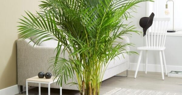 Top 10+ các loại cây nên có trong nhà mà bạn nên lựa chọn