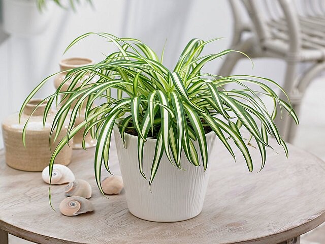 Các loại cây nên có trong nhà - cây cỏ Lan Chi