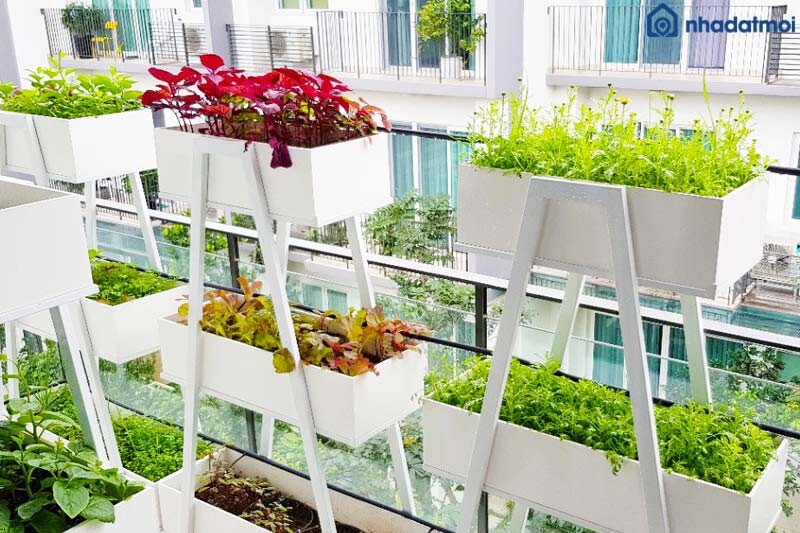 Ý tưởng trang trí ban công đẹp bằng cách trồng rau sạch